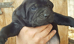cuccioli cane corso rustico